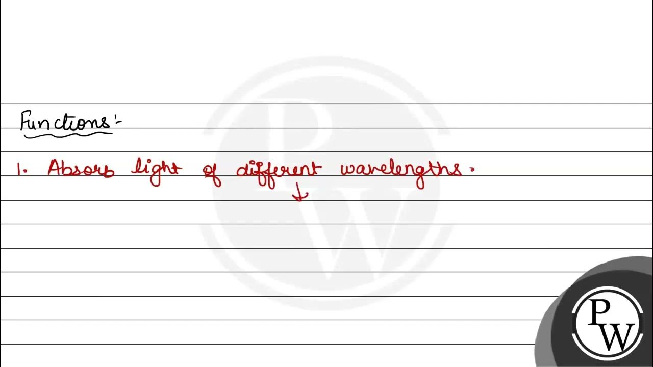 What are the two main functions of accessory pigments in green leaves? YouTube