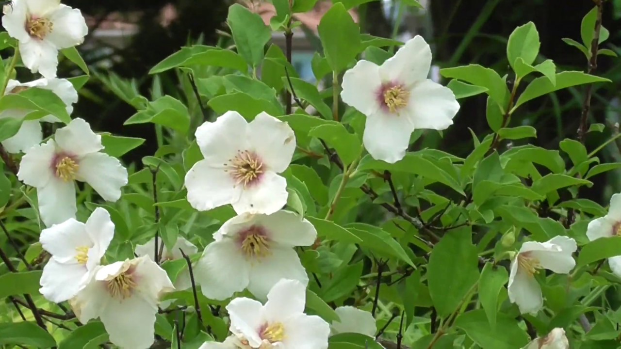 バイカウツギの花 Flower Of Philadelphus Satsumi 楽生ブログ Blog For Enjoying Life