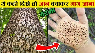 ये पेड़ अगर कही दिखे तो अपनी जान बचाकर भाग जाना most dangerous tree in the world