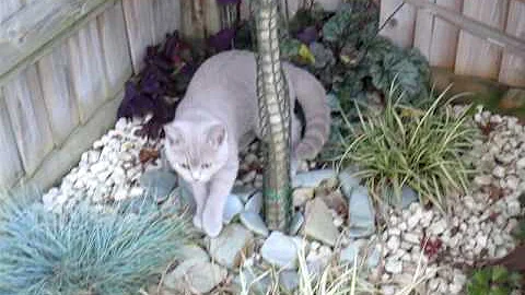 Video 11225151: british shorthair lilac kitten