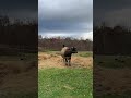 Farm Animal Sounds Good Morning #chickens ,#goose, #cow