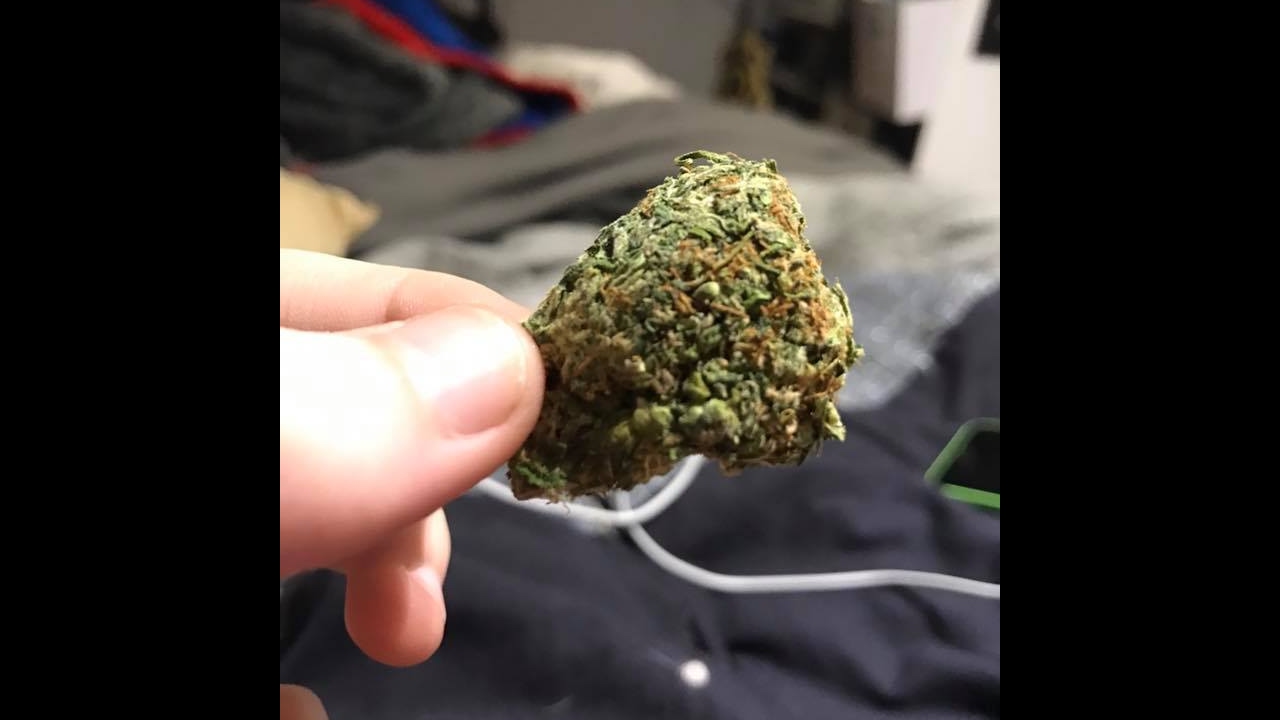 CHOCOLATE SKUNK strain review