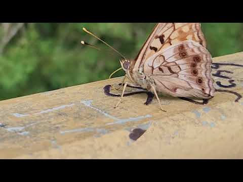 Moth?