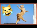 The funniest dancing cat pics