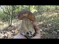За белыми грибами  Секреты сбора грибов