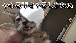 片目が大変な子猫を保護したが・・