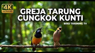 🔴 Live Masteran Gereja Tarung Durasi Panjang vs Cucak Cungkok Gacor Full Tembakan