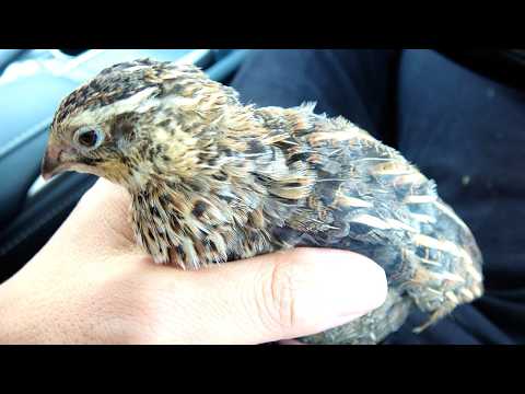 The Vet Bill for the Quail I Raised from a 15-Yen Egg Is Insane