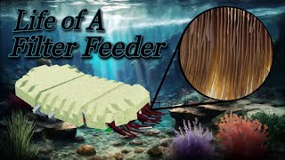 The Life of a Filter Feeder [Documentary] Evolve 3D