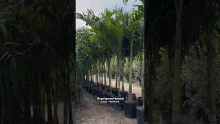 (Manila palm TREES ๐ด - @Rgnursery | All india Supply ๐ฎ๐ณ | #landscape #palmplants #trending (Manila palm TREES ๐ด - @Rgnursery | All india Supply ๐ฎ๐ณ | #landscape #palmplants #trending