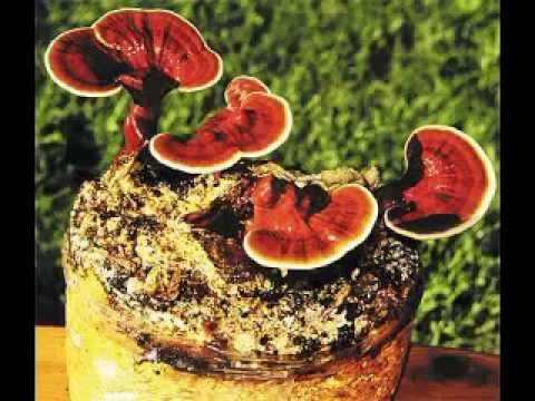 Naturade Ganoderma Reishi Mantari Kapsul Hapi Fiyati En Ucuz Satin Al