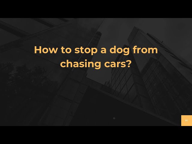 How to Stop a Dog from Chasing Cars: Proven Training Tips