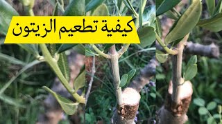 Grafting a Tree: How to graft an olive tree /كيفية تطعيم اشجار الزيتون