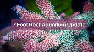 Reef Aquarium Update - 7 Feet - August 2026