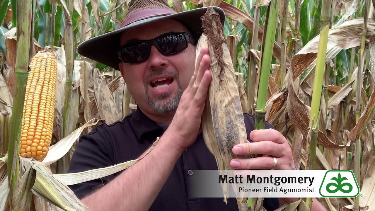 Corn Ear Rot