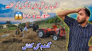 Harvesting Wheat 🌾 | People face severe difficulties in heavy rain 🌧 😢 | Mirpur Azad Kashmir