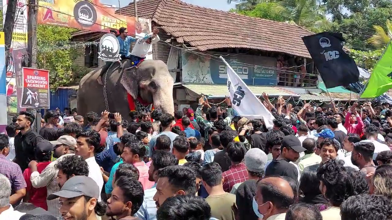 വട്ടേക്കാട് നേർച്ചക്ക് ആനകൾ നിരന്നപ്പോൾ| vattekkad nercha 2023