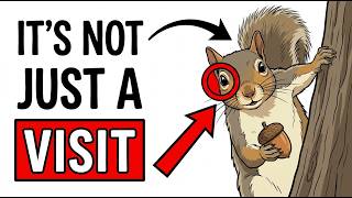 If A Squirrel Keeps Coming To Your Yard, This Is What He's Been Trying To Tell You