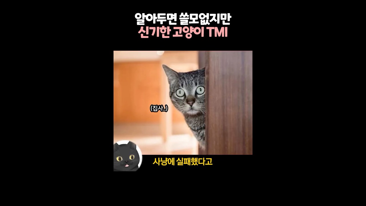 알아두면 쓸모없지만 신기한 고양이 TMI 🐱