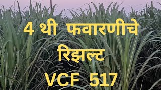 4 थी फवारणीचे रिझल्ट VCF 517