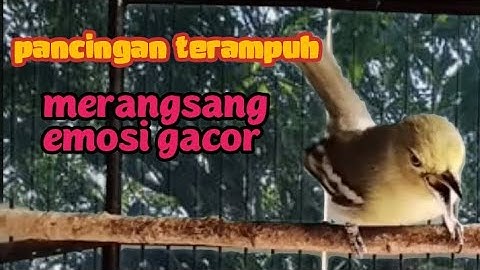 Pancingan Sirtu Cipoh TERAMPUH merangsang Sirpu lain ikut EMOSI GACOR ‼️