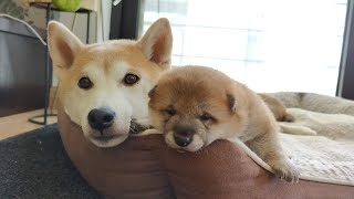 LIVE: Puppies start to Interact with mom