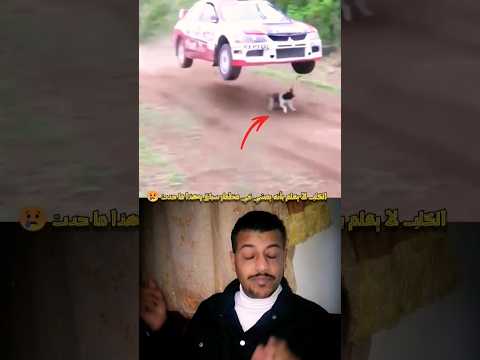 الكلب لا يعلم بأنه يمشي في مظمار سباق للسيارات وهذا ما حدث سبحان الله وبحمده سبحان الله العظيم 