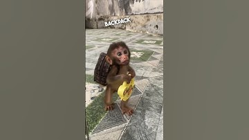 This baby monkey likes to carry a backpack 😂 @MonkeyPika2610