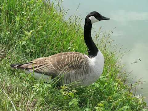 صوت الإوزة Goose Sound 