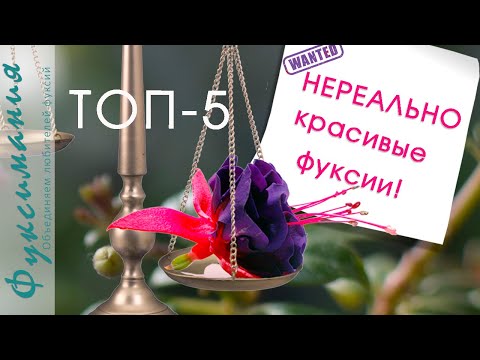 ТОП-5 Нереально красивые фуксии!