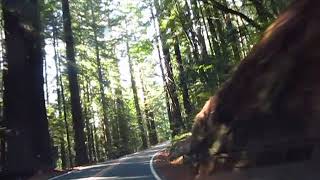 Driving Thru Avenue of Giants