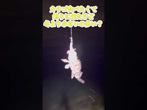 カサゴ釣りに来たらなんかいた！本命のカサゴは小さいー #魚 #釣り #fishing #fish#釣り初心者