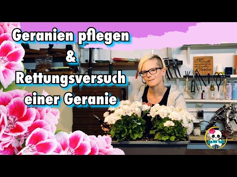 Video: Geranie Will Nicht Blühen? Das Problem Kann Gelöst Werden