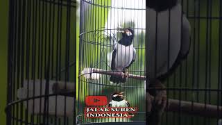 Jalak Suren Isian #jalaksurengacor #pancinganjalaksuren #jalaksurenindonesia #jalaksuren