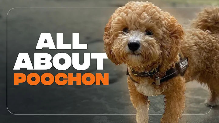 Bichon Poodle Mix: Everything About The Perfect Teddy Bear Mix(Before You Get One) - DayDayNews