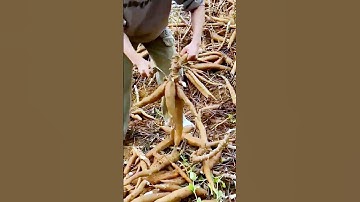 Cassava cutting process = good tools to increase efficiency