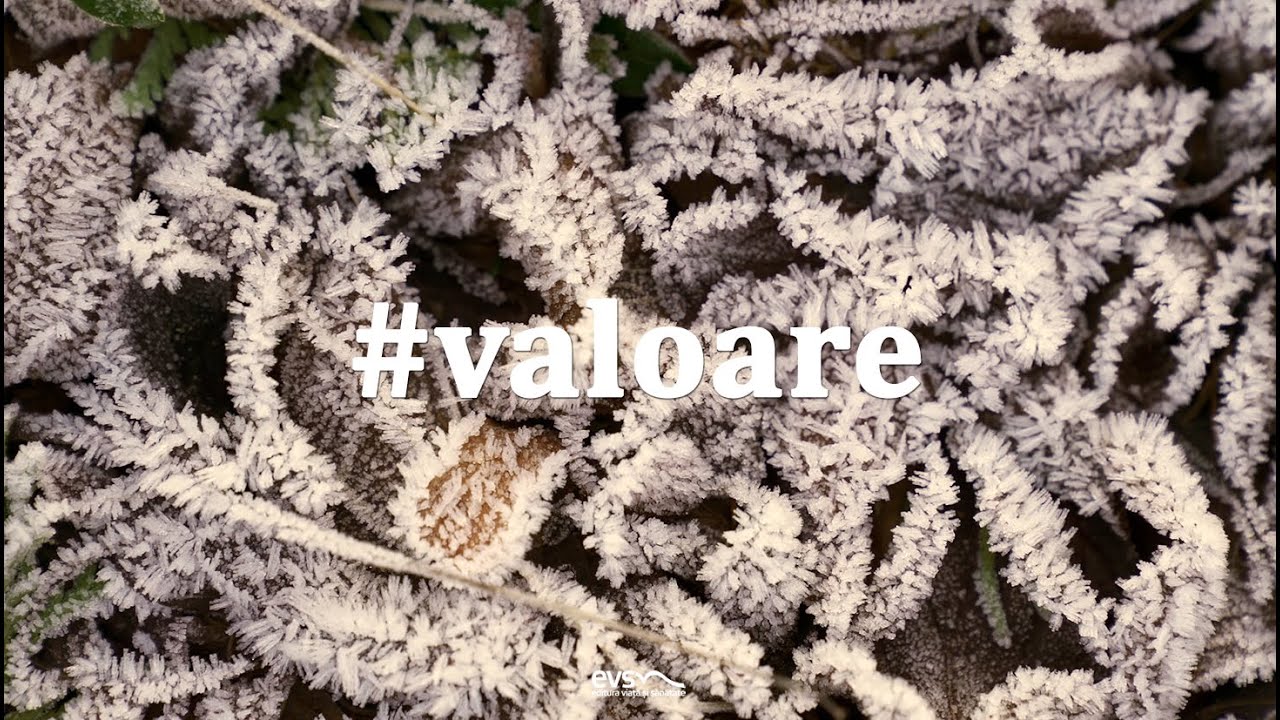 Valoare