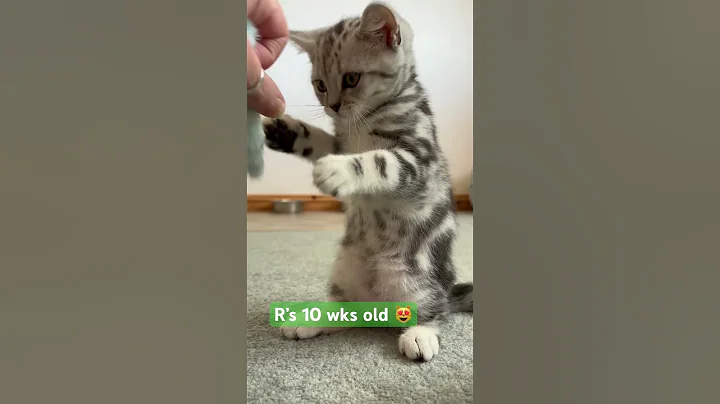 Video 10884831: british shorthair silver tabby, cute kitten