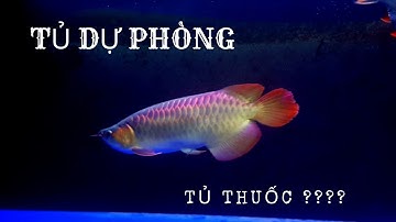 TỦ DỰ PHÒNG DÀNH CHO CÁ RỒNG