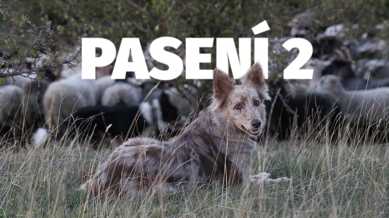 Pasení 2 - Psí sporty - Tlapka TV