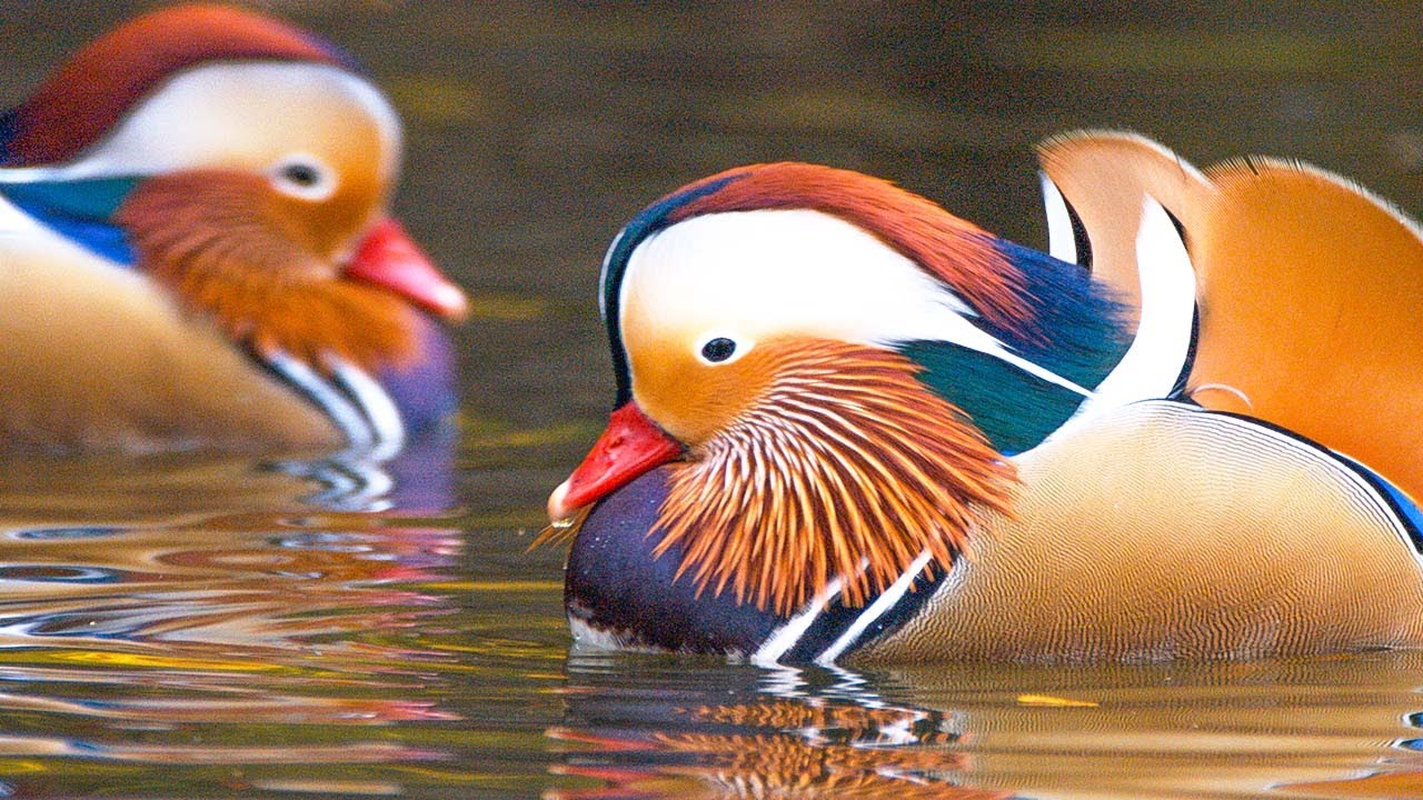 뉴요커들이 반한 한국 원앙 아직 못 보신 분? (feat.서울 창경궁)