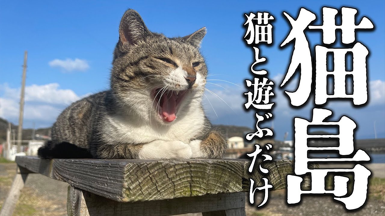【猫と戯れる豚】福岡新宮町・猫の島『相島』にやってきたぞ！！【石川典行】