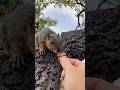 Let’s hope he stays for summer! Squirrel Baby LightSpeed welcome home