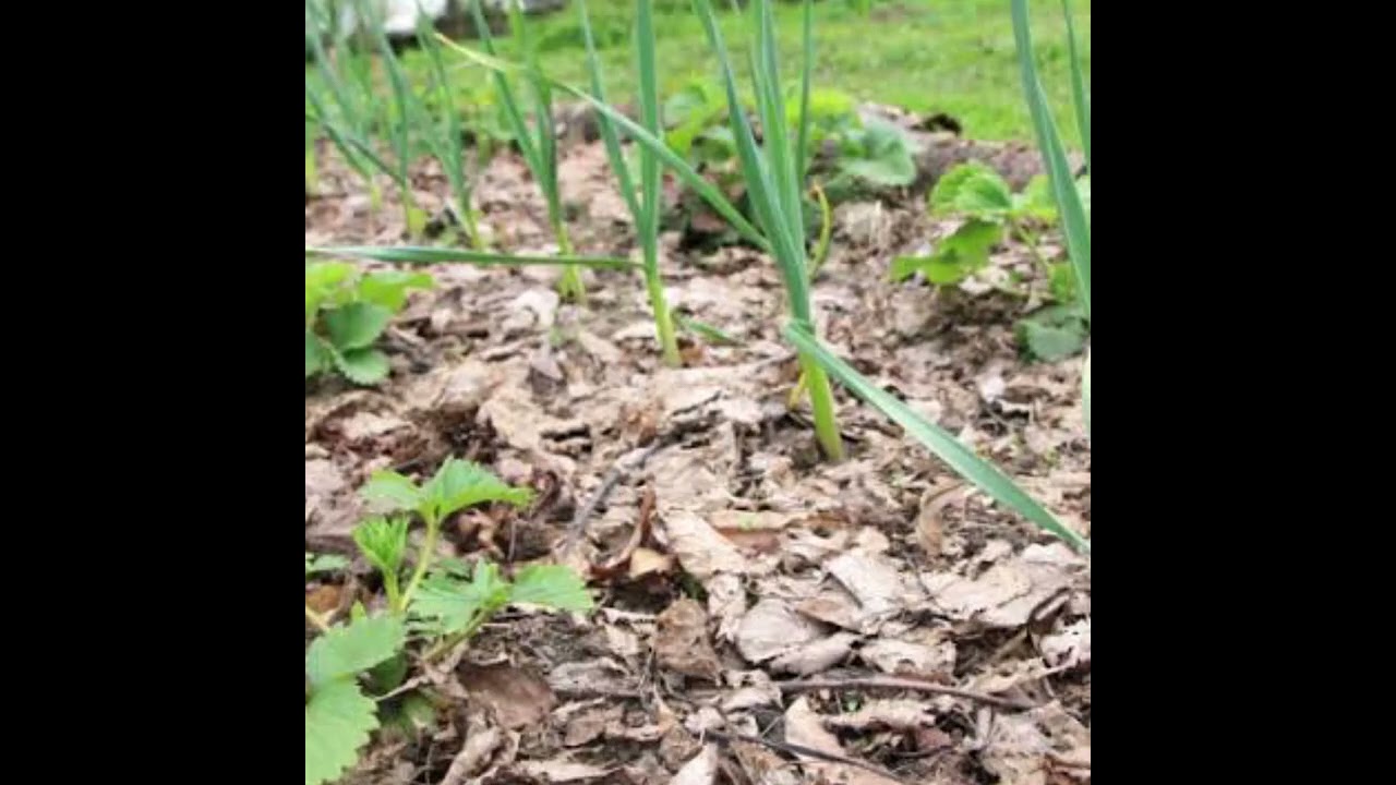 ኦሮጋኒክ ፋርሚንግ ወይም እርሻ ምን ማለት ነው? የኦርጋኒክ እርሻ ወሳኝ ገጽታዎች ምንድ ናቸው? በሀገራችንስ በምን አይነት ሁኔታ ተግባራዊ ይሆናል?