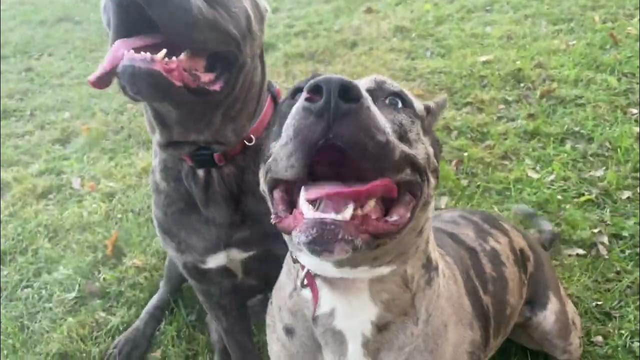 90-pound-merle-vs-120-pound-cane-corso-youtube