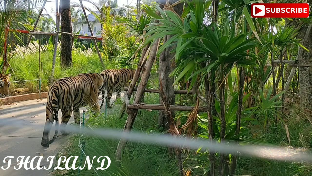 tiger safari thailand