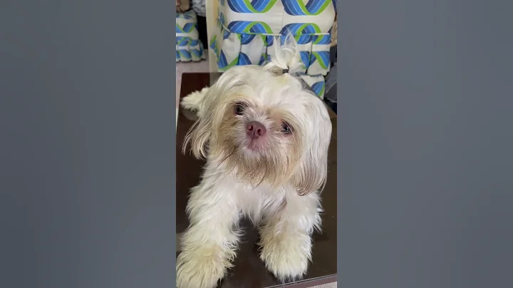 Cute Shih Tzu reaction when you say “ let’s go “ 🤣 #shihtzu #dog #cute #shorts
