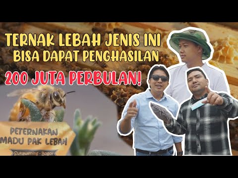 PAK LEBAH BERPENGHASILAN 200 JUTA SEBULAN, TAPI PANTANG MELAKUKAN INI SAAT BETERNAK MADU!