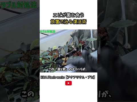 【ブセのトラブル対処法#2】エビが菌を食う 放置で治る復活術#shorts