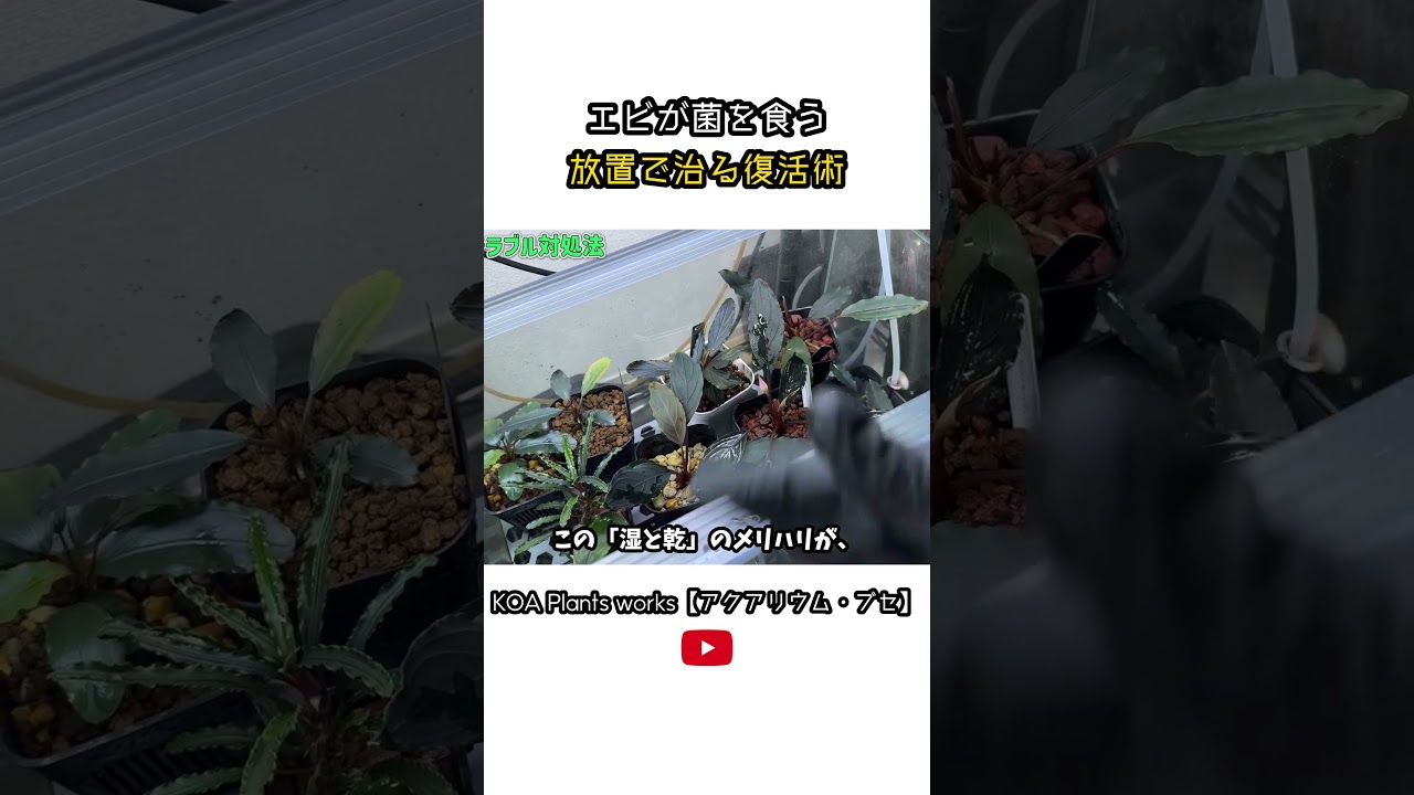 【ブセのトラブル対処法#2】エビが菌を食う 放置で治る復活術#shorts